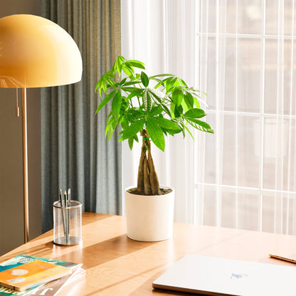 Lively Root - Money Tree Plant