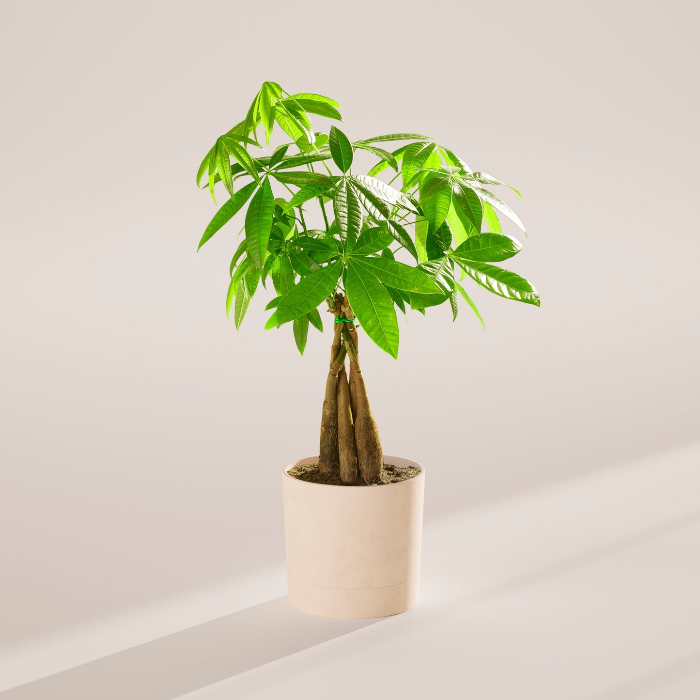 Lively Root - Money Tree Plant