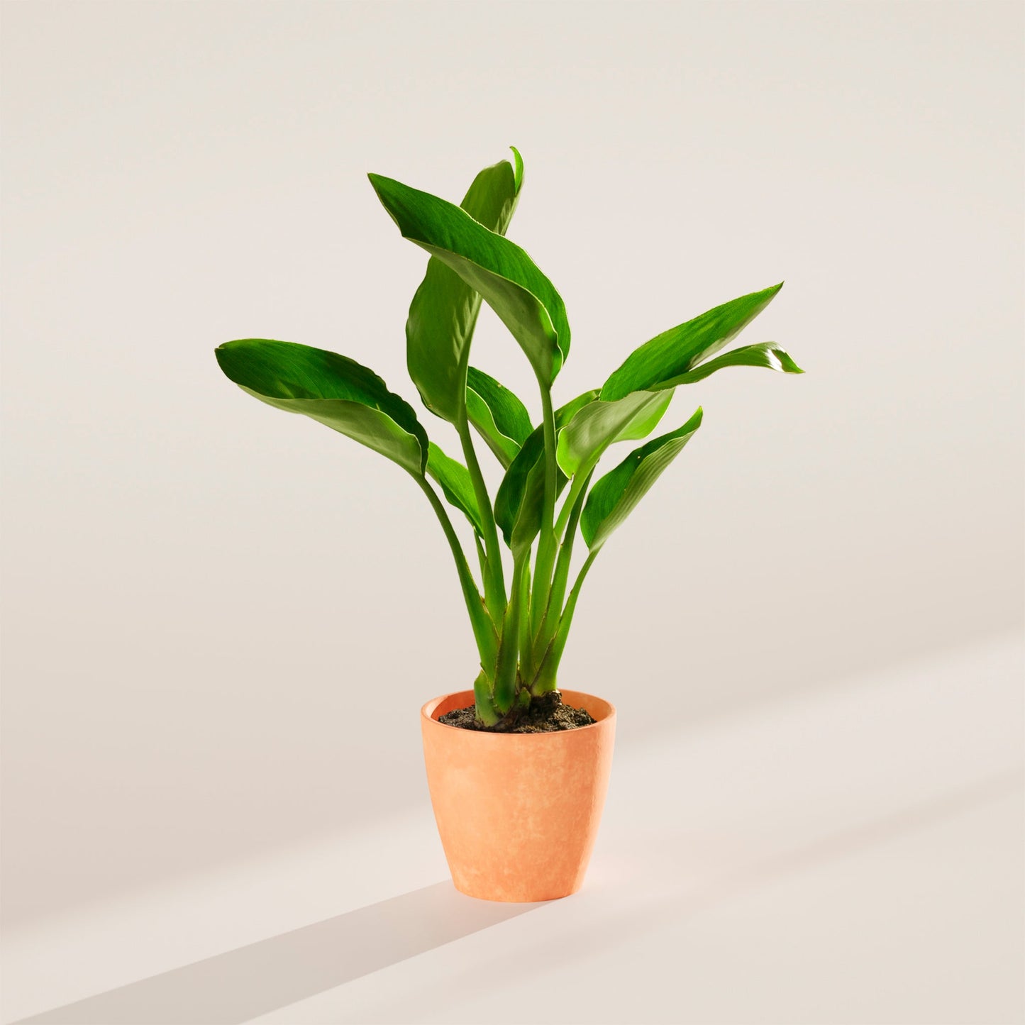 Lively Root - Orange Bird of Paradise