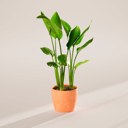 Lively Root - Orange Bird of Paradise