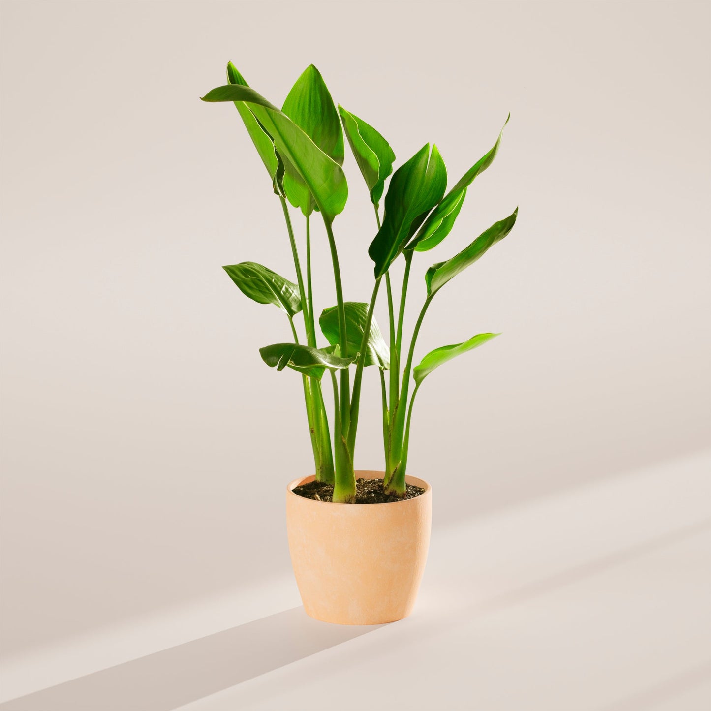 Lively Root - Orange Bird of Paradise