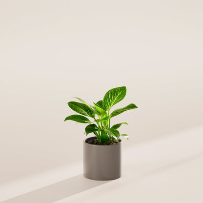 Lively Root - Philodendron Birkin
