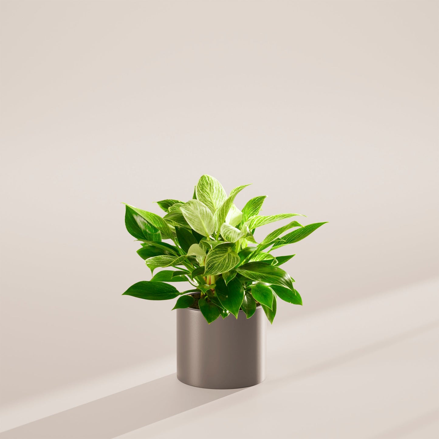 Lively Root - Philodendron Birkin