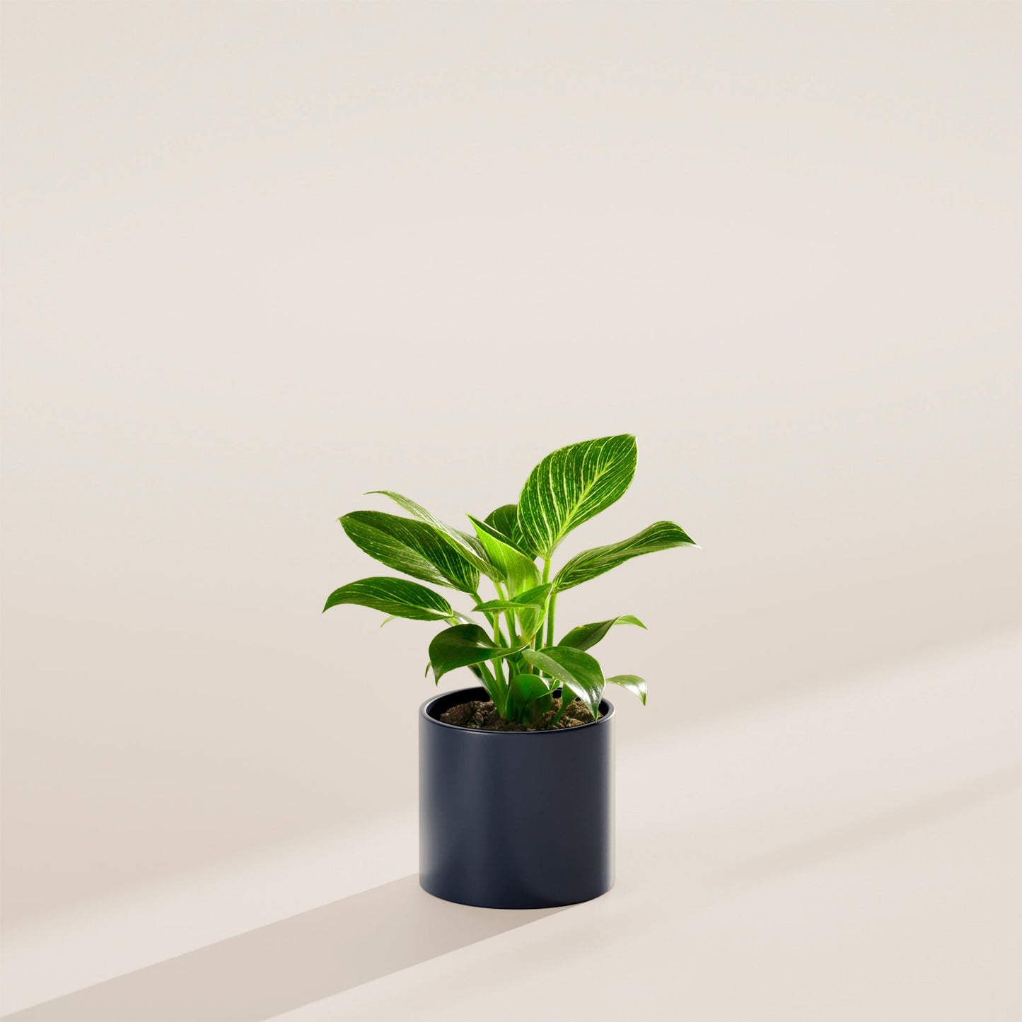 Lively Root - Philodendron Birkin