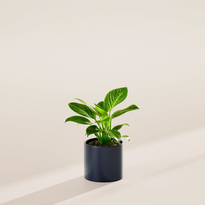 Lively Root - Philodendron Birkin