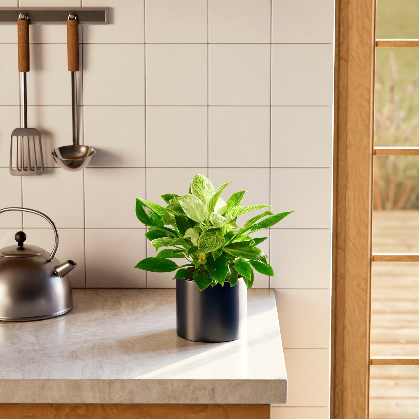 Lively Root - Philodendron Birkin