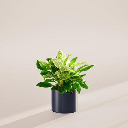 Lively Root - Philodendron Birkin