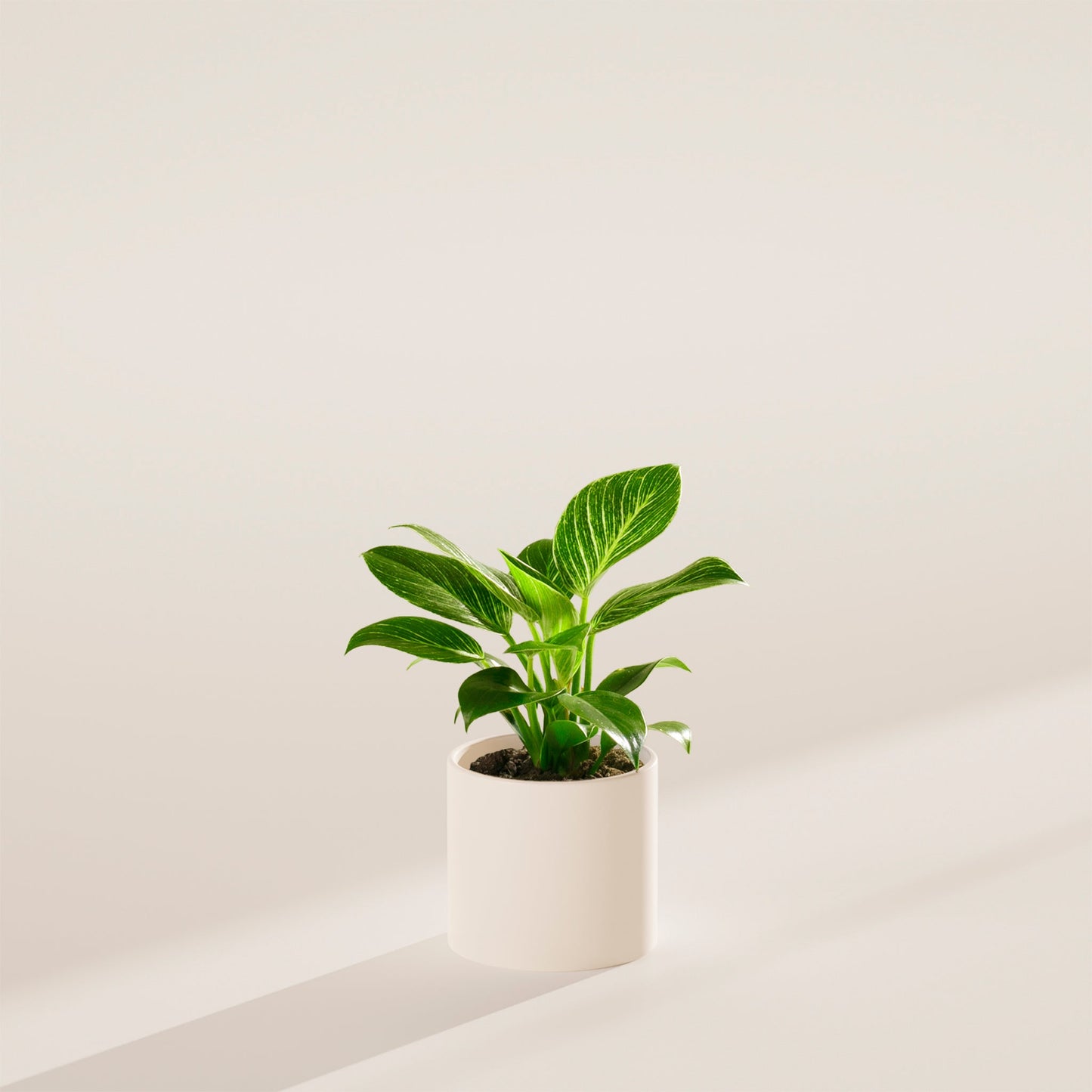 Lively Root - Philodendron Birkin