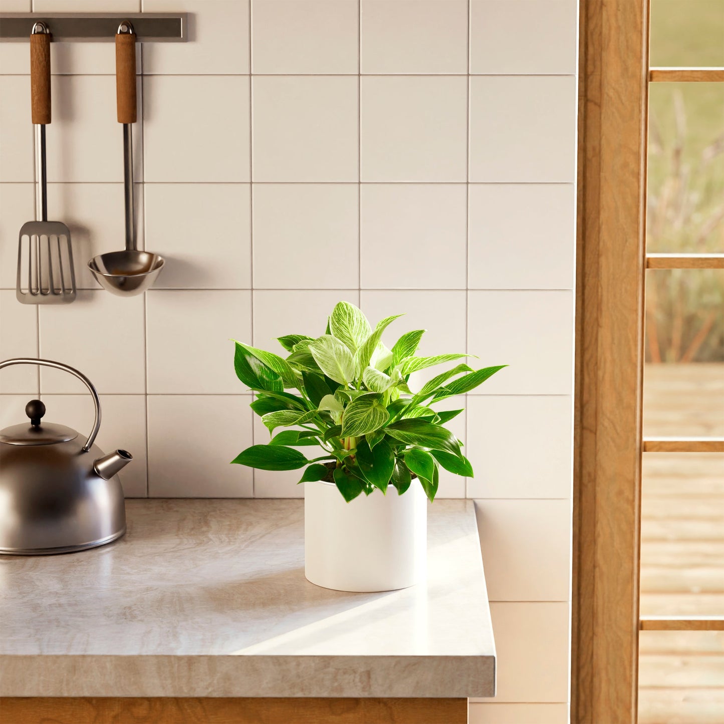 Lively Root - Philodendron Birkin
