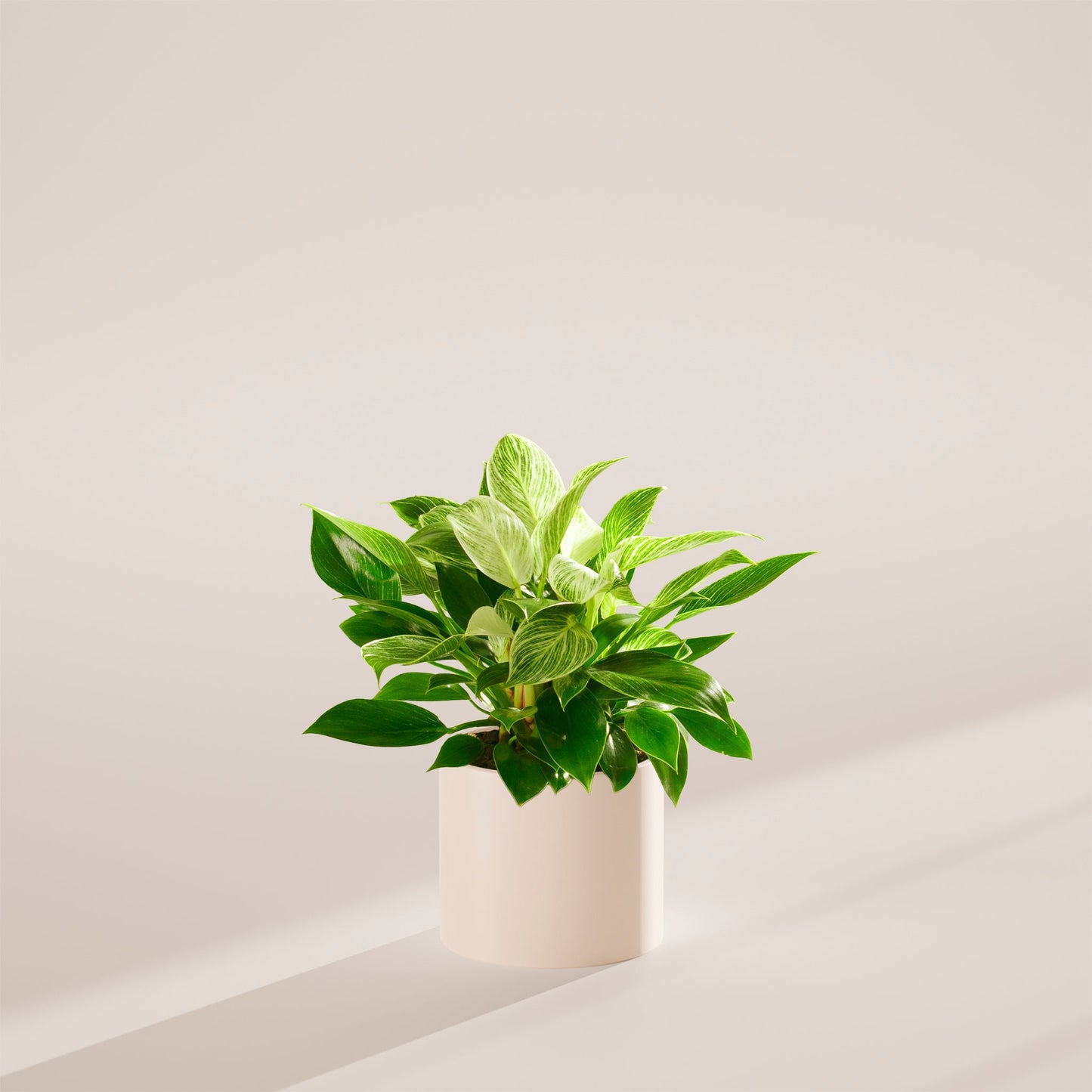 Lively Root - Philodendron Birkin