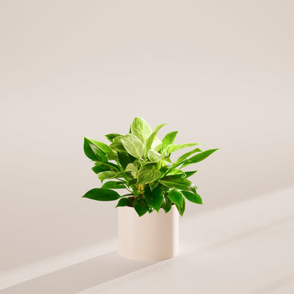 Lively Root - Philodendron Birkin
