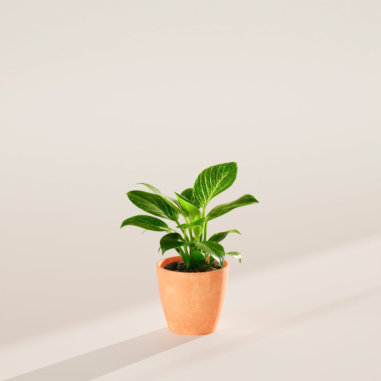 Lively Root - Philodendron Birkin