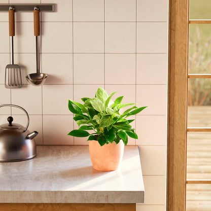 Lively Root - Philodendron Birkin