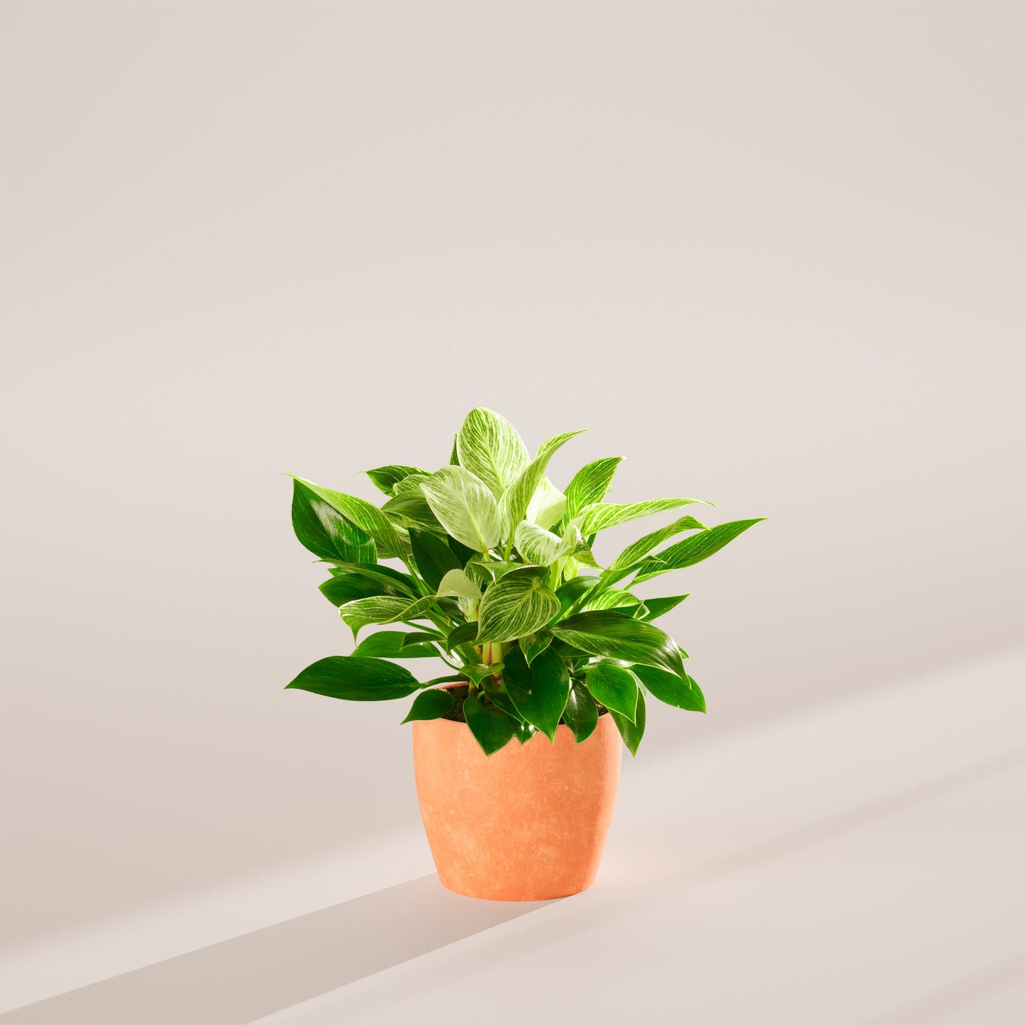 Lively Root - Philodendron Birkin