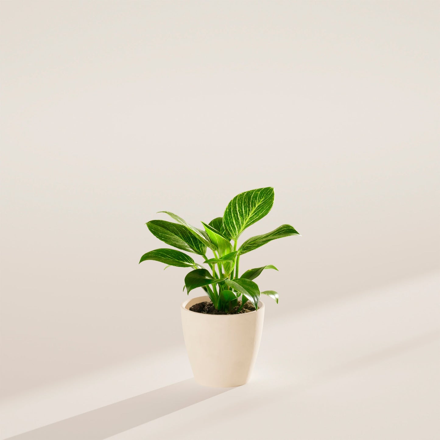 Lively Root - Philodendron Birkin