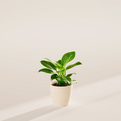 Lively Root - Philodendron Birkin