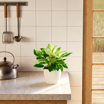 Lively Root - Philodendron Birkin