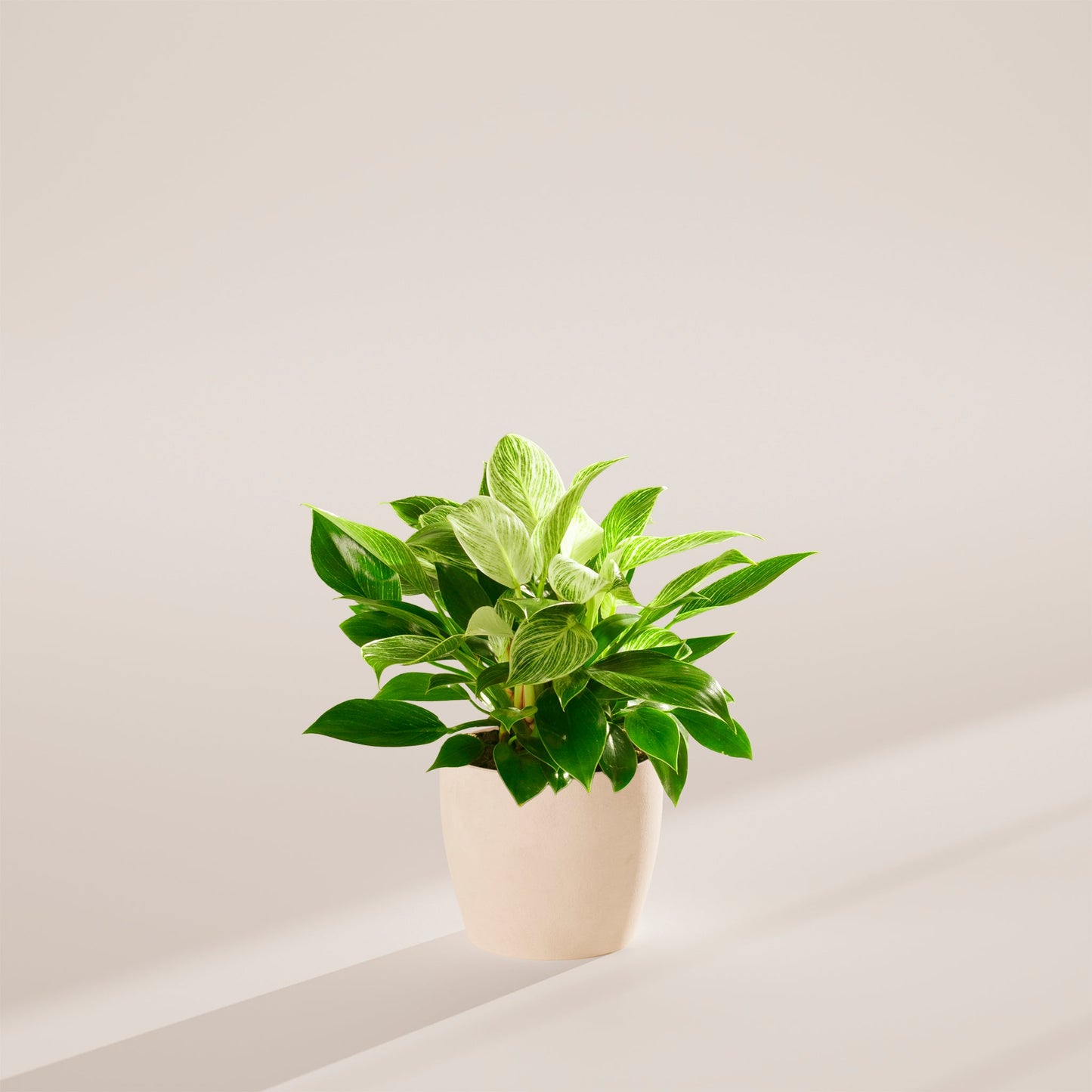 Lively Root - Philodendron Birkin