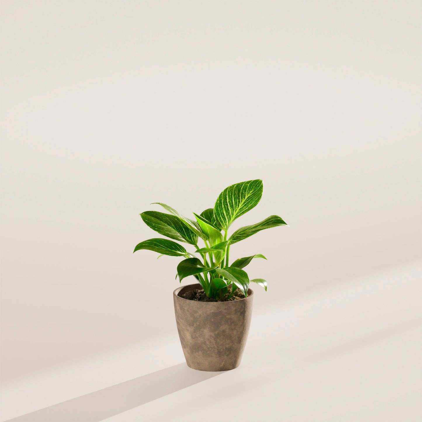 Lively Root - Philodendron Birkin