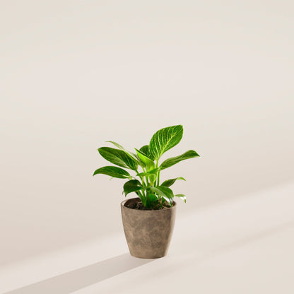 Lively Root - Philodendron Birkin