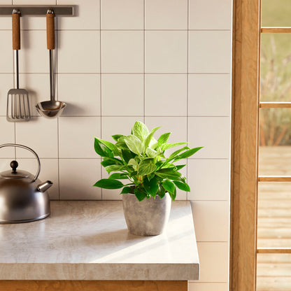 Lively Root - Philodendron Birkin