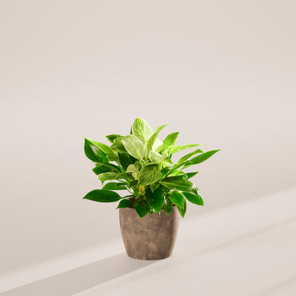 Lively Root - Philodendron Birkin