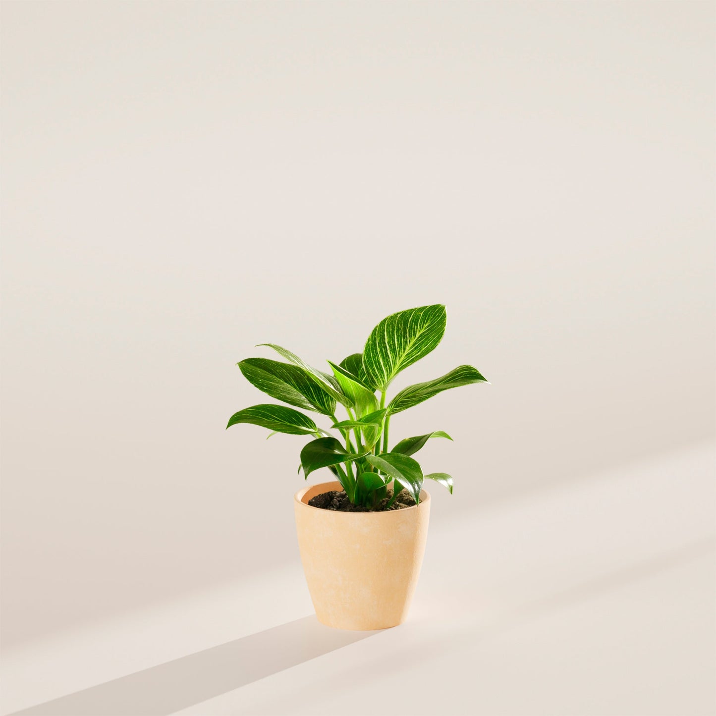 Lively Root - Philodendron Birkin