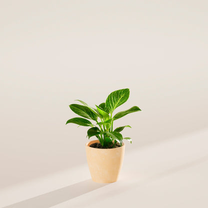 Lively Root - Philodendron Birkin