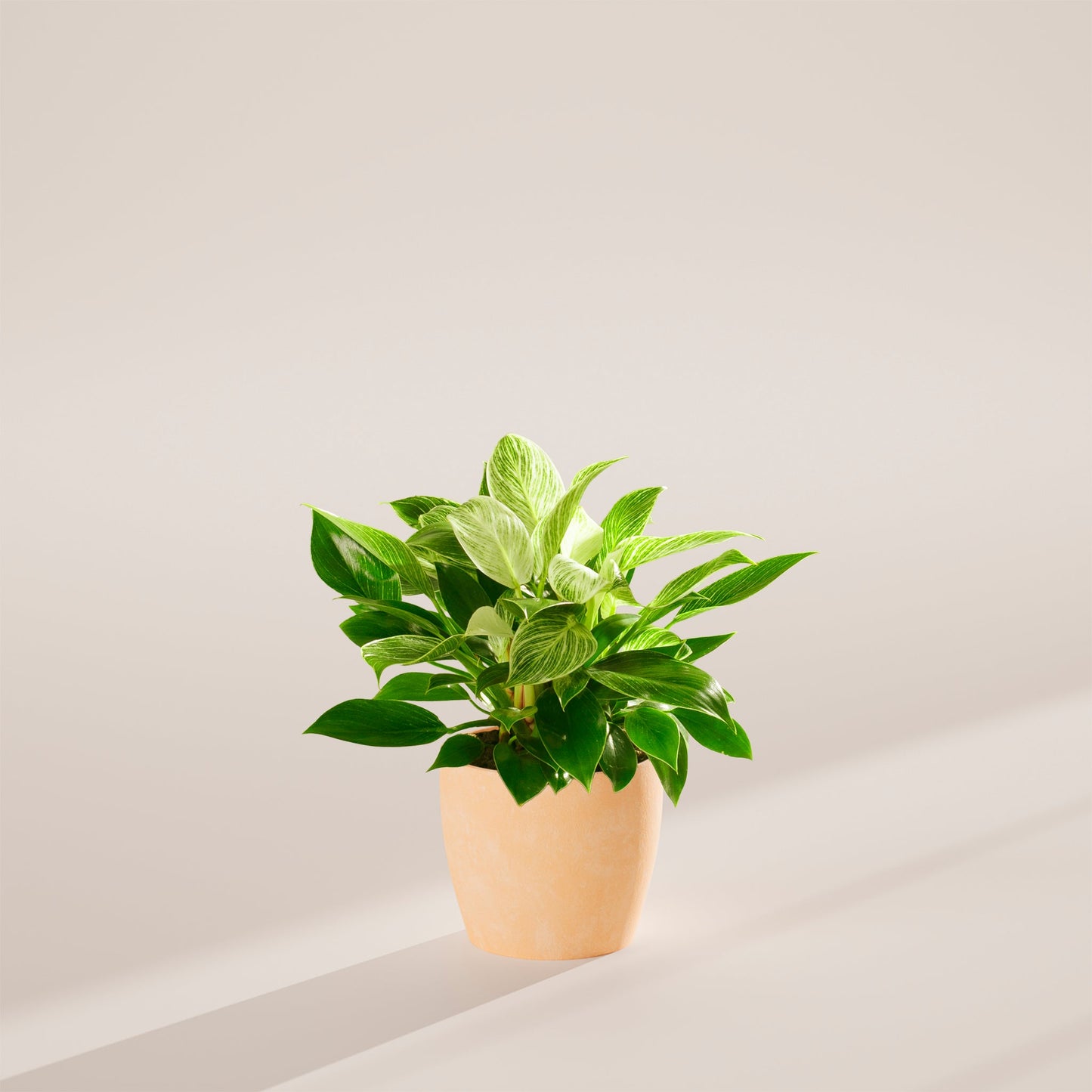 Lively Root - Philodendron Birkin