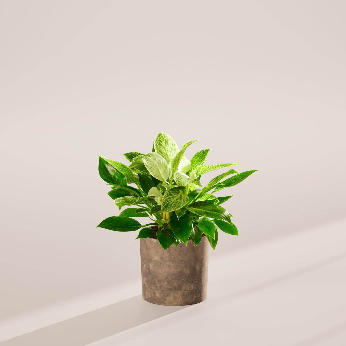 Lively Root - Philodendron Birkin