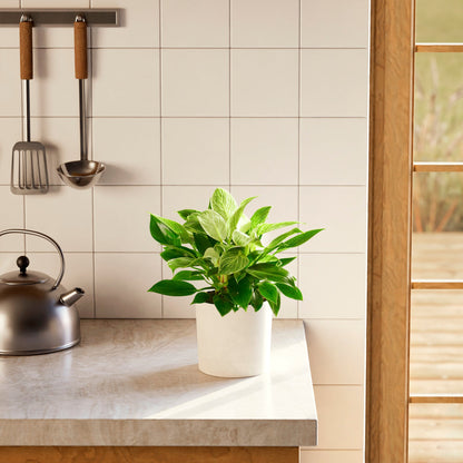Lively Root - Philodendron Birkin