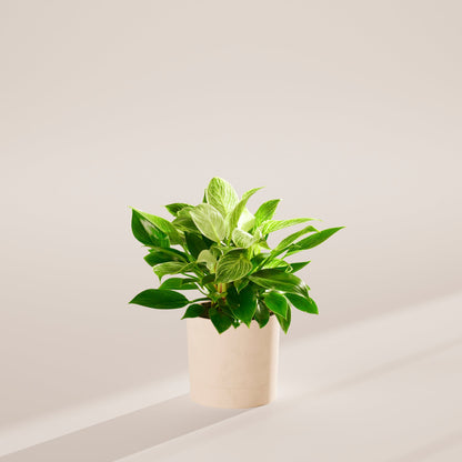 Lively Root - Philodendron Birkin