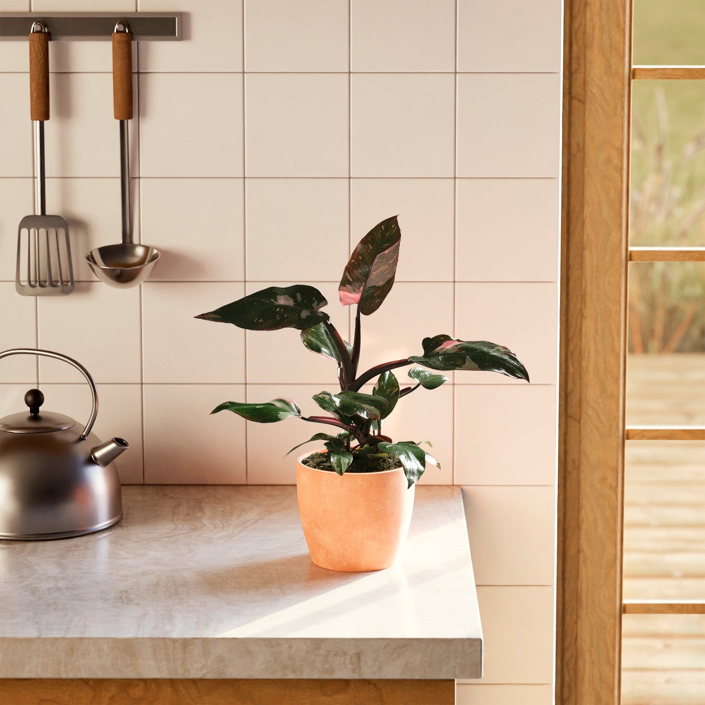 Lively Root - Philodendron Pink Princess