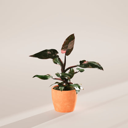 Lively Root - Philodendron Pink Princess
