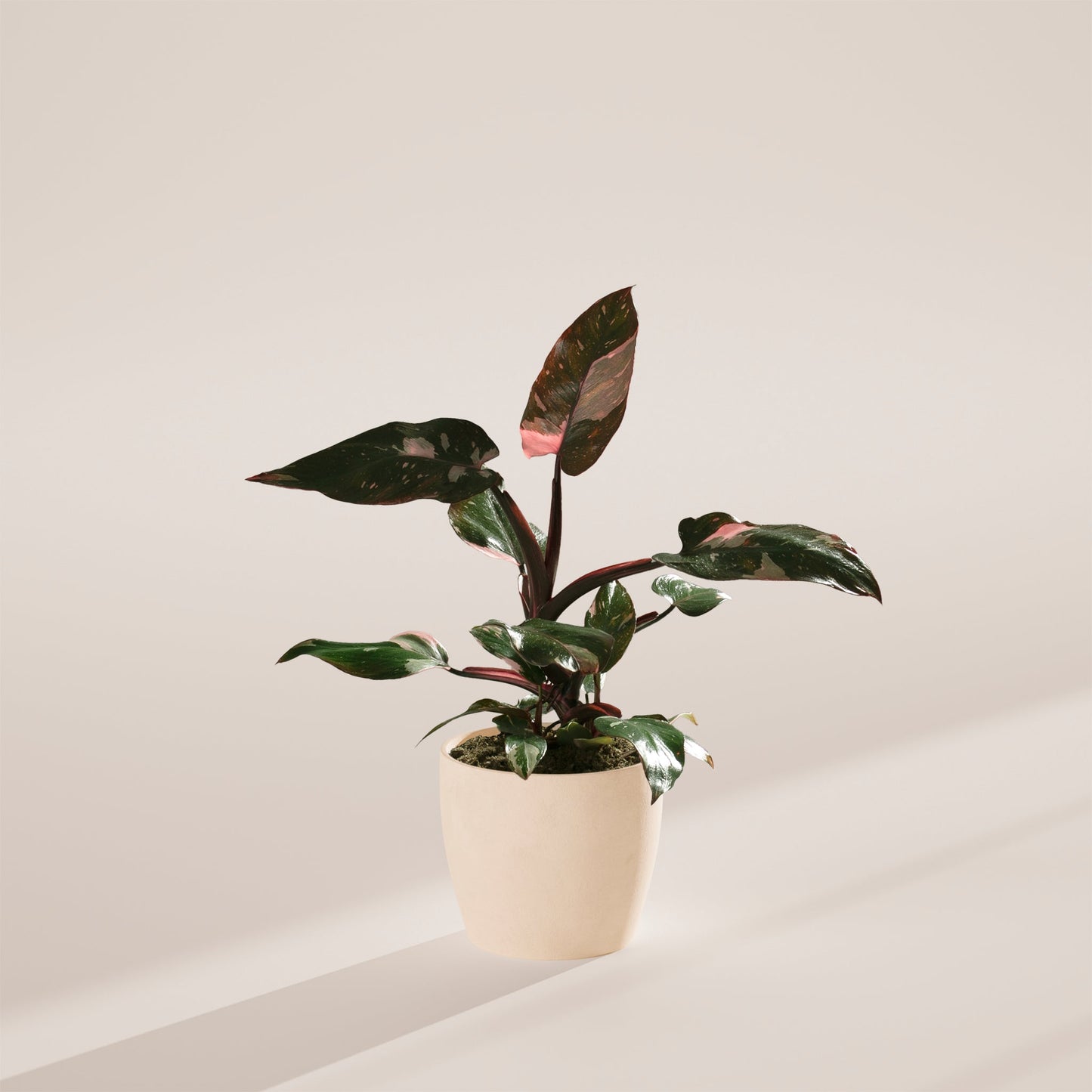 Lively Root - Philodendron Pink Princess