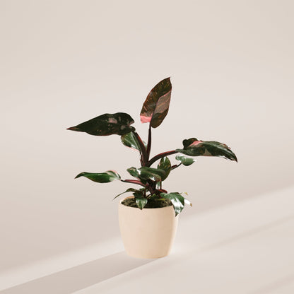 Lively Root - Philodendron Pink Princess
