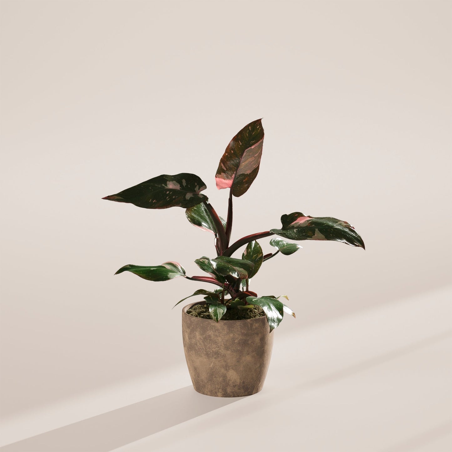 Lively Root - Philodendron Pink Princess