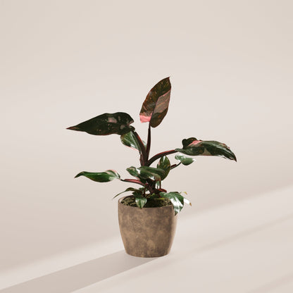 Lively Root - Philodendron Pink Princess