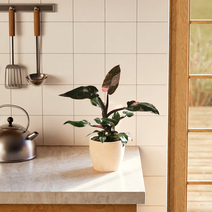 Lively Root - Philodendron Pink Princess