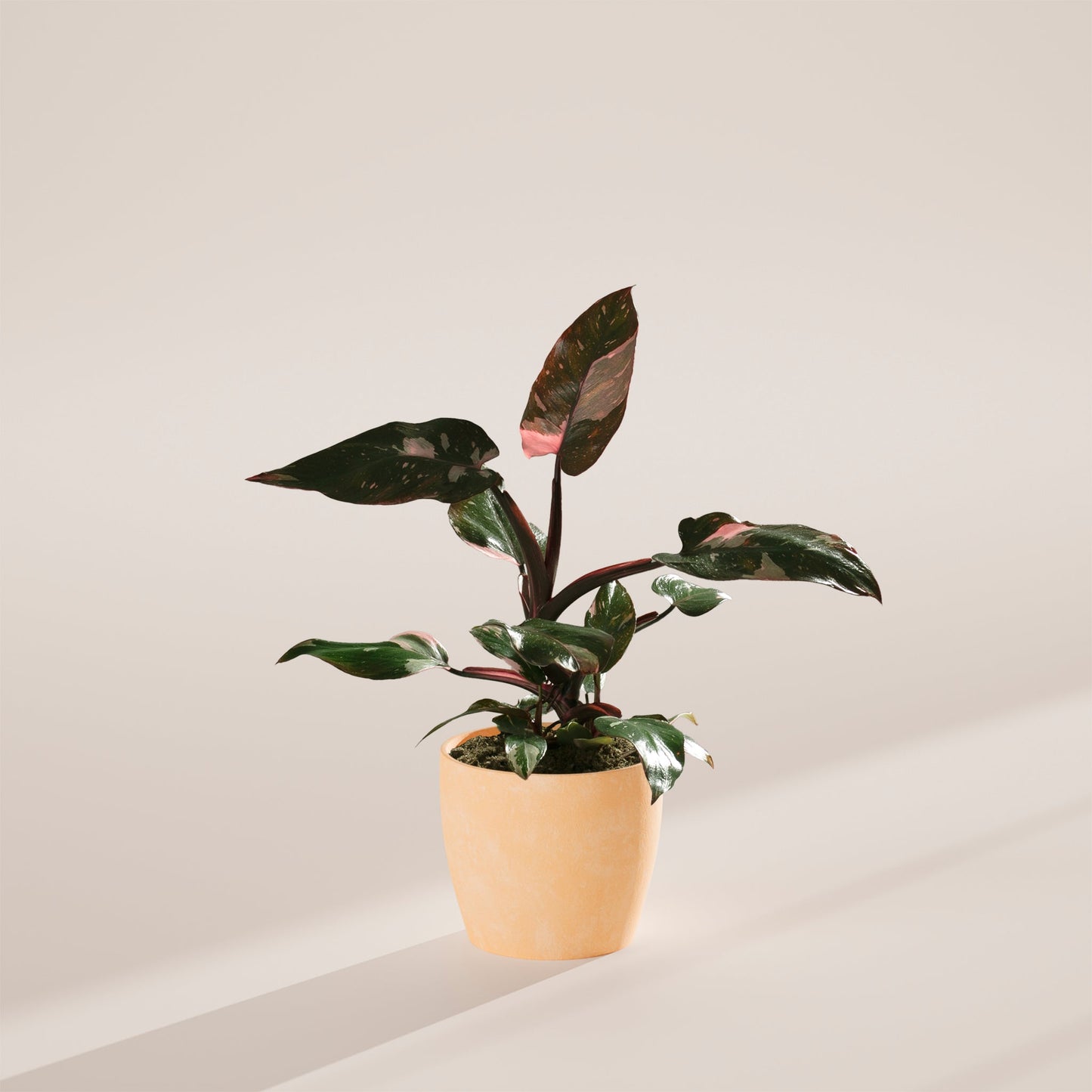 Lively Root - Philodendron Pink Princess