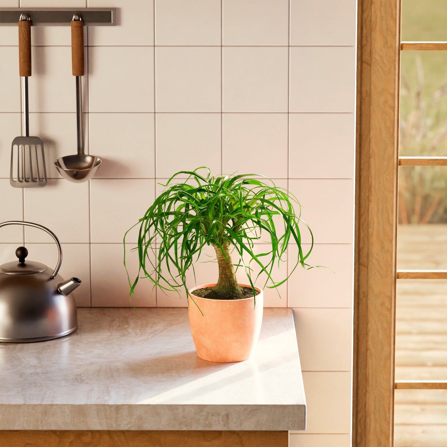 Lively Root - Ponytail Palm Tree