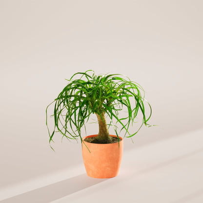 Lively Root - Ponytail Palm Tree
