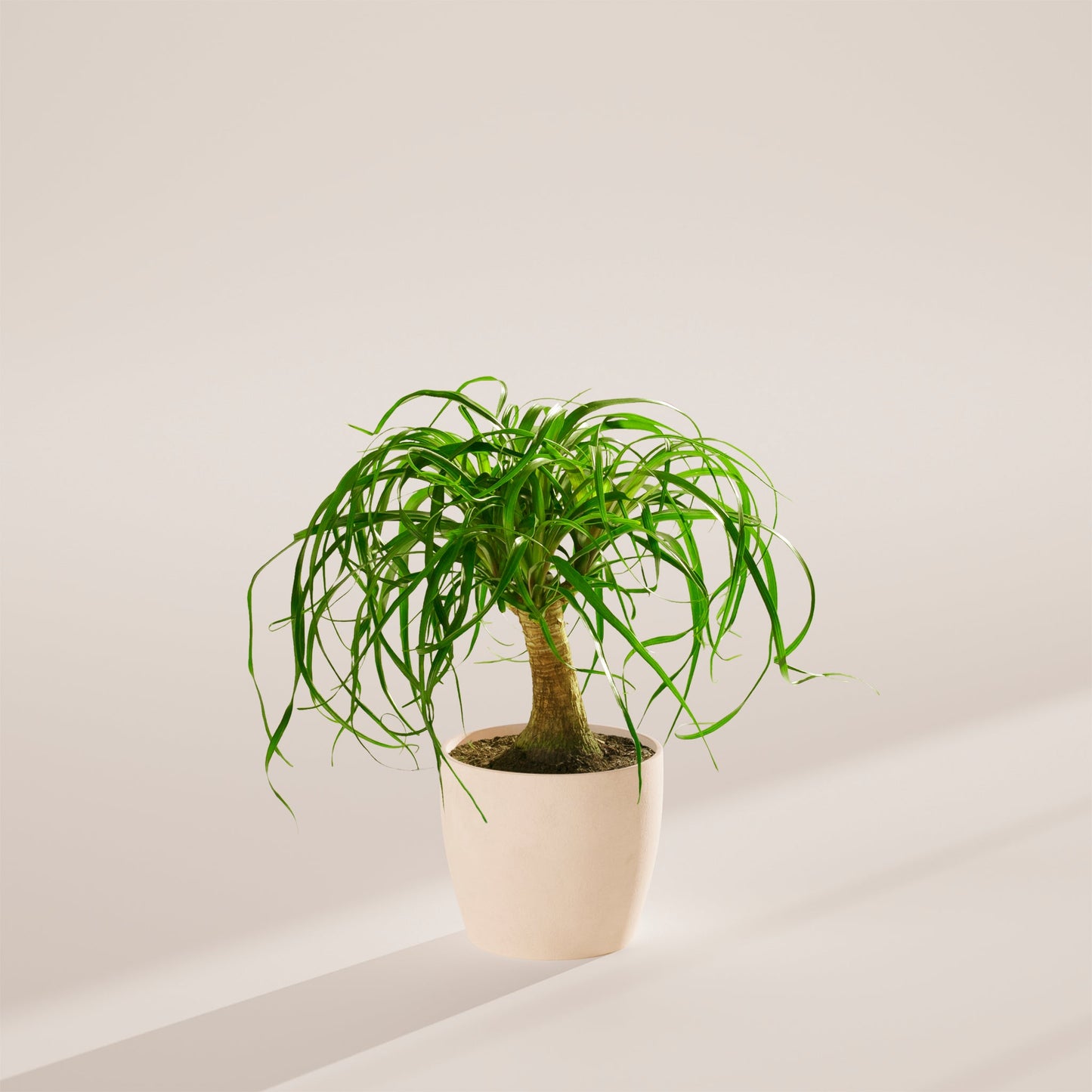 Lively Root - Ponytail Palm Tree