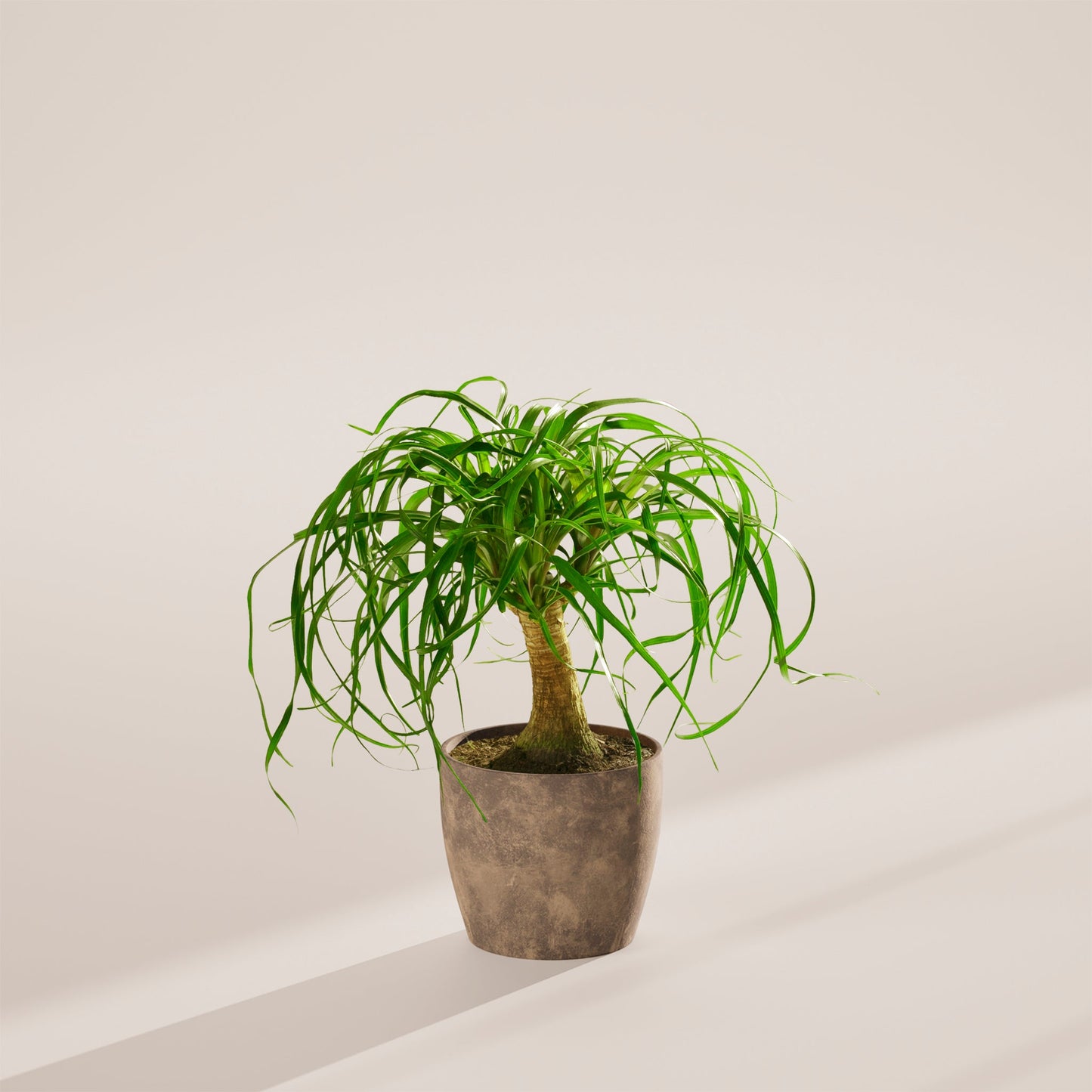 Lively Root - Ponytail Palm Tree