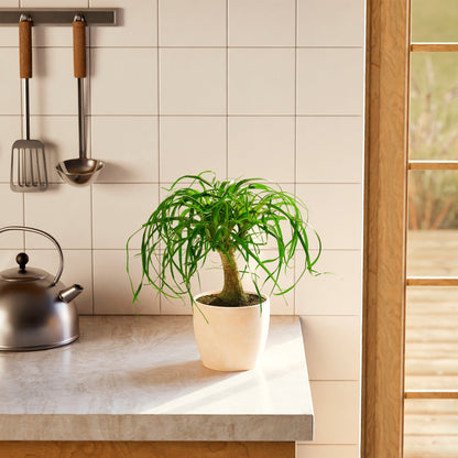 Lively Root - Ponytail Palm Tree