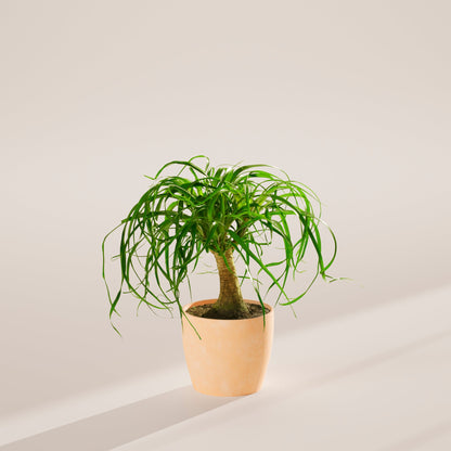Lively Root - Ponytail Palm Tree