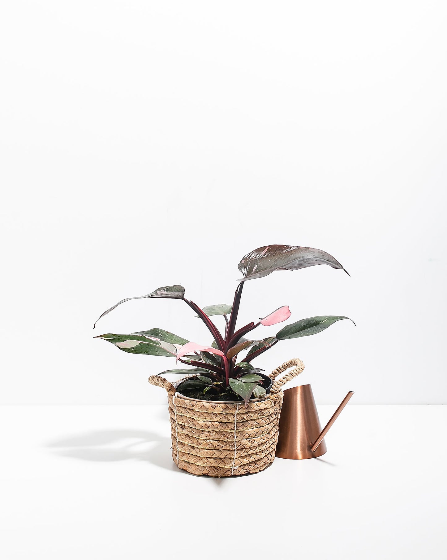 Lively Root - Philodendron Pink Princess