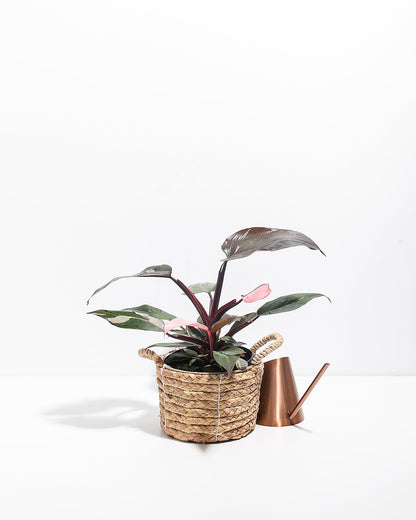 Lively Root - Philodendron Pink Princess