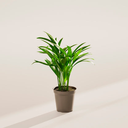 Lively Root - Areca Palm Indoor Tree
