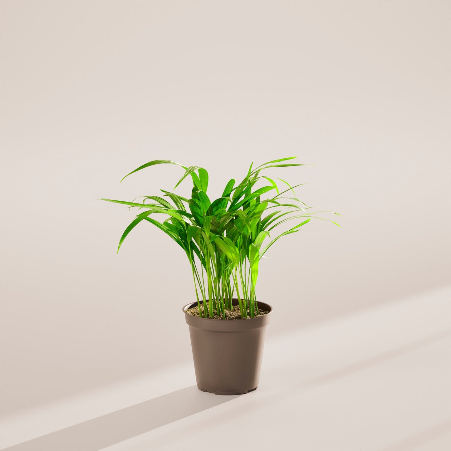 Lively Root - Areca Palm Indoor Tree